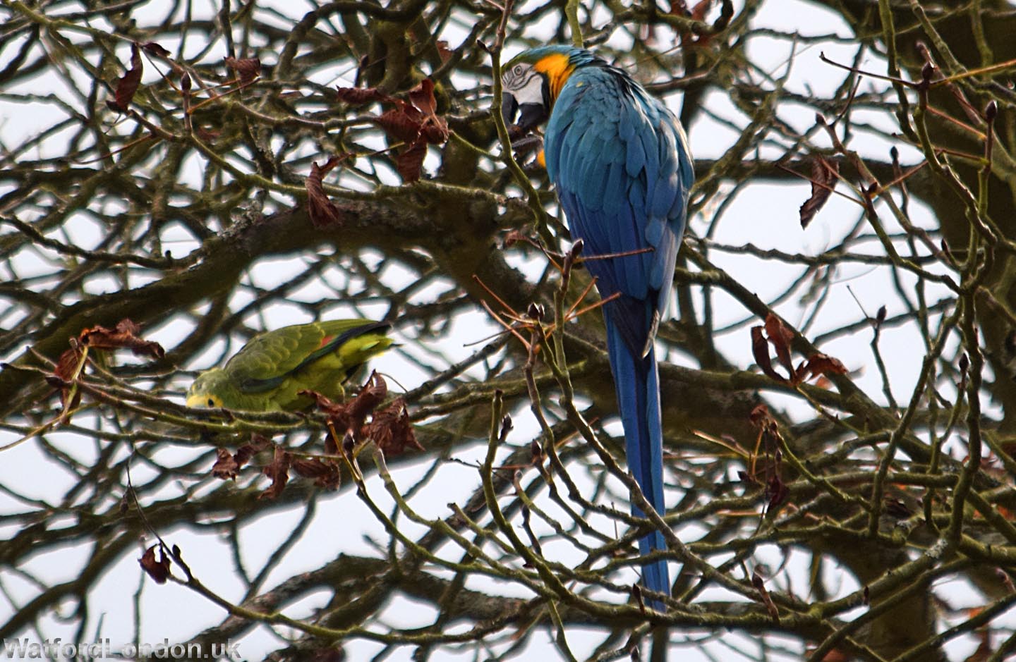 Large Parrots seen again in Local Park
