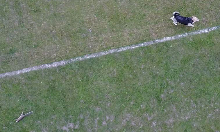 Amazing timing as a Drone footage shows a dog that ran wild from its owners, was caught on camera.