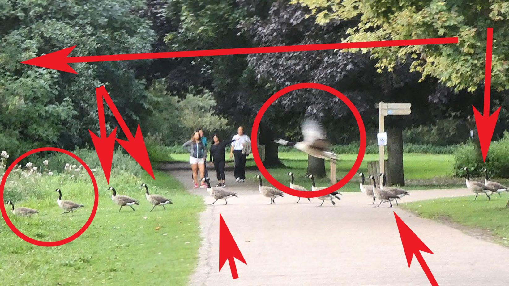 Dogs Spooks Geese Causing them to Run and Fly from the Park with Huge Rat
