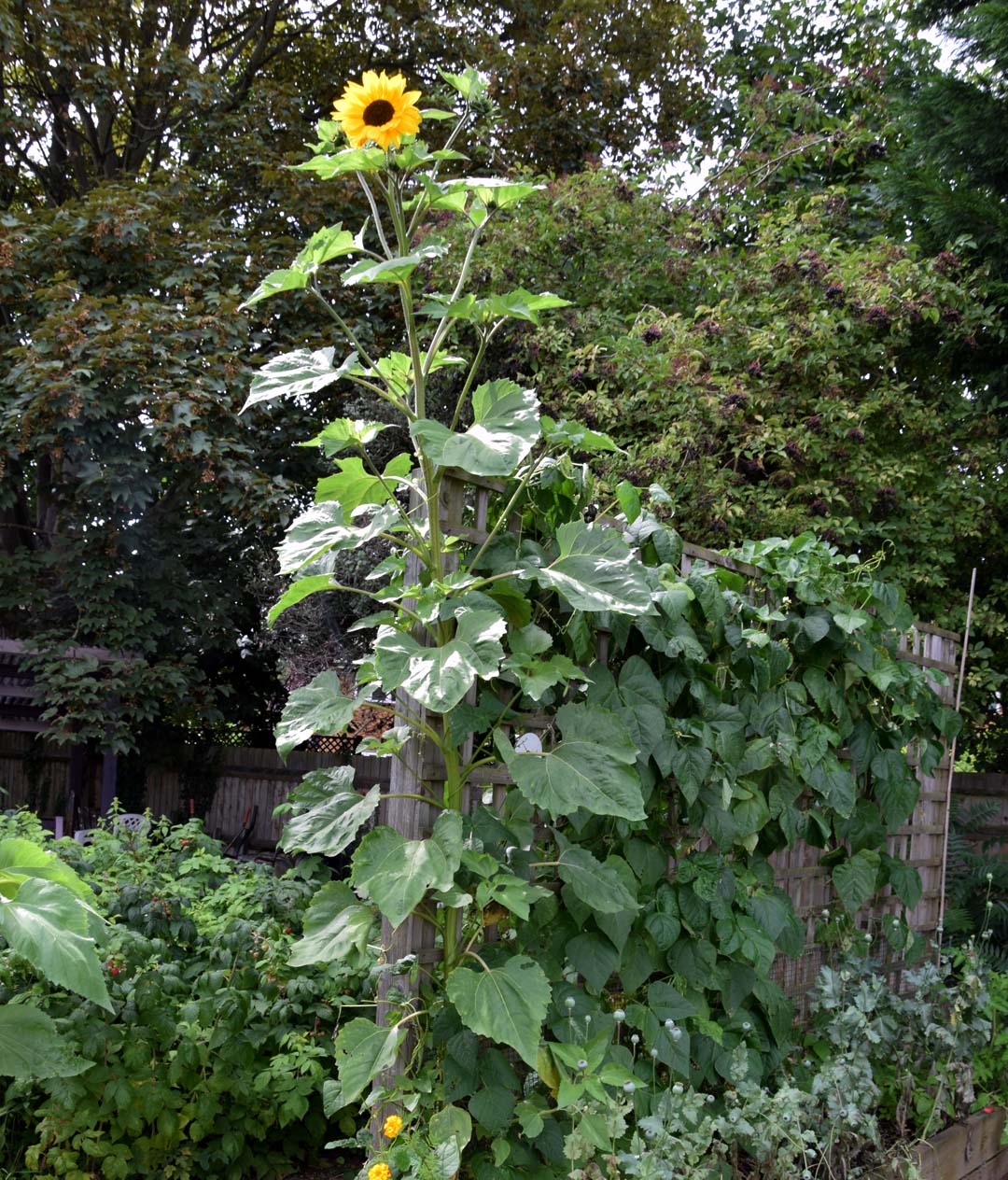 Organic Green Canteen Sunflower  growing taller than 10ft.