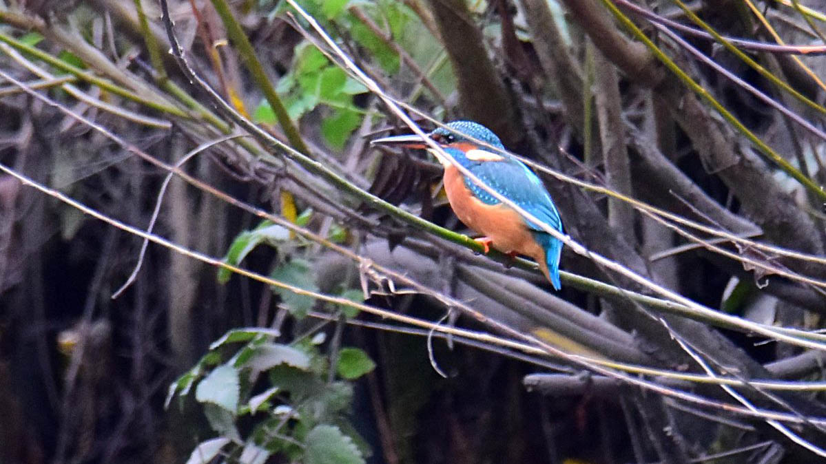 Kingfisher are unmistakeable