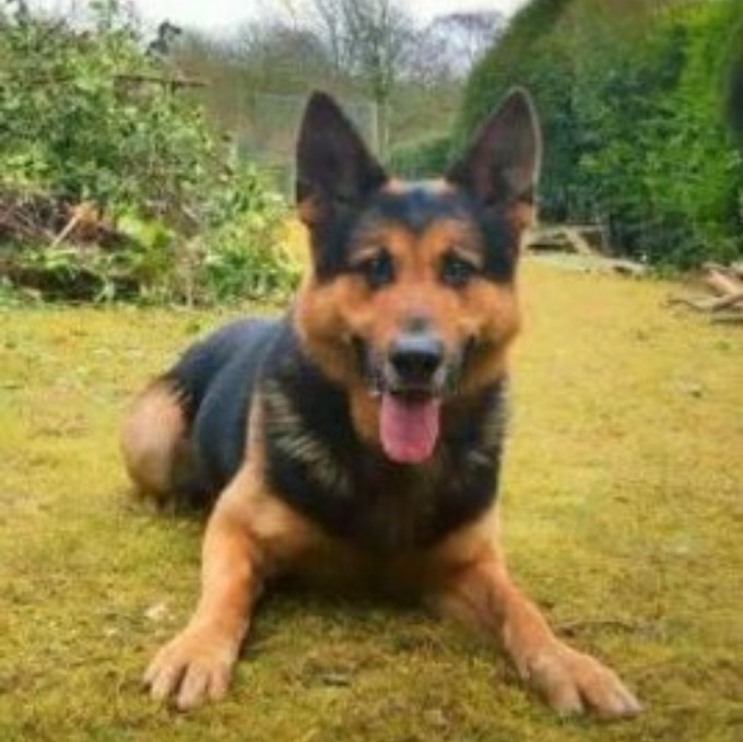 Police dog Nero breaks neck chasing Watford thieves
