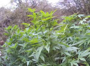 Police have Discovered a Cannabis Plantation in Hertfordshire