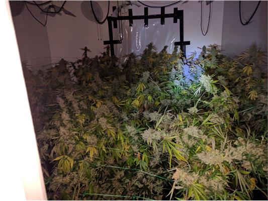 Around 1,000 cannabis plants with a street value of about £700,000 were found inside the property