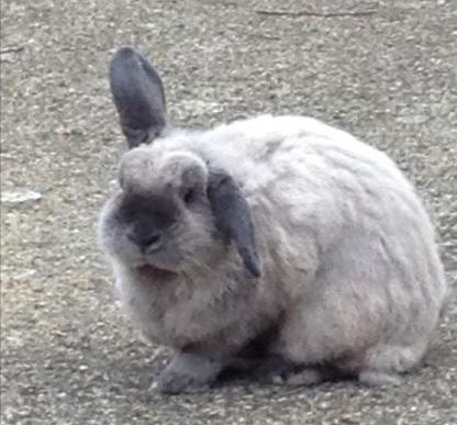 Owner discovered their pet rabbit had been killed and had a broken neck.