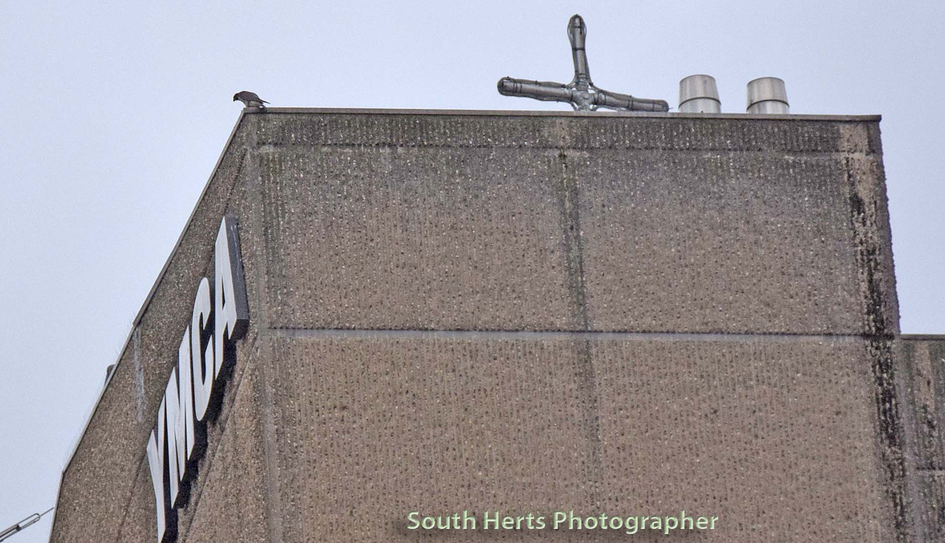 Peregrine Falcon Squawking at Builders at Charter Place on Car Park from YMCA in Watford