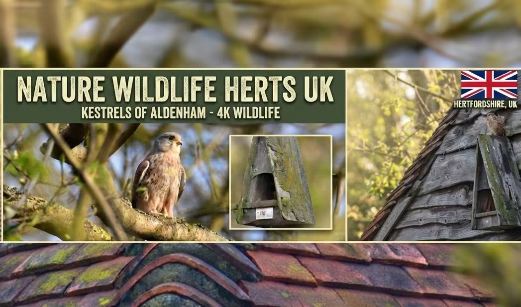 Record Number of Red kites spotted in Kings Langley Red kites