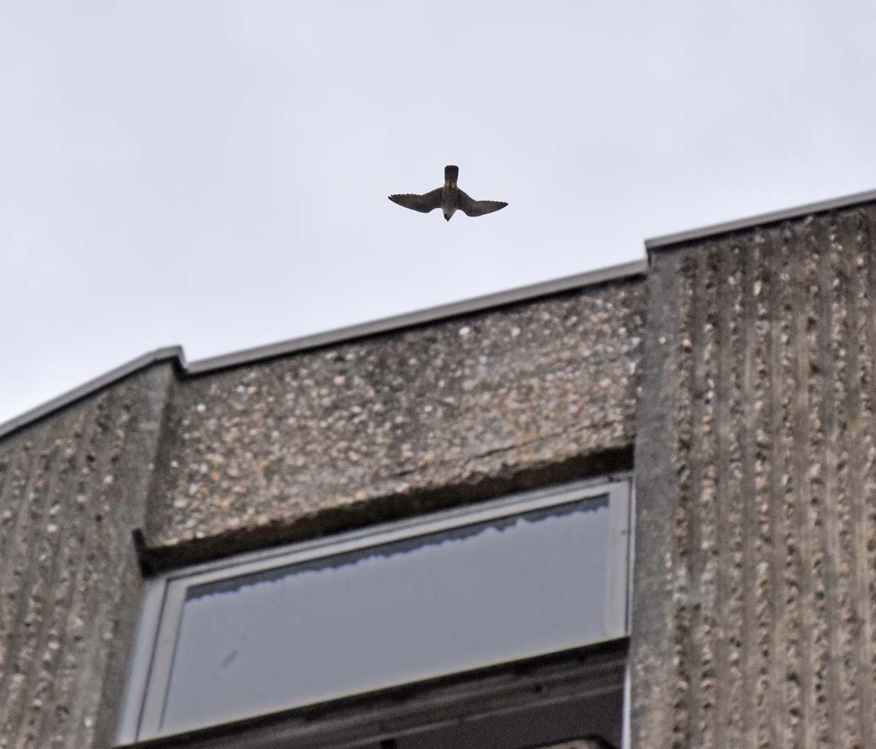 A passerby spotted this bird of prey hovering whilst squawking at something on the car park roof.