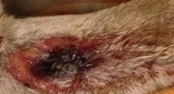 Flesh eating dog virus Alabama Rot kills Rugby pet as animal lovers warned