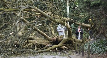 Storm Ciara brings down trees and closes roads in Hertfordshire