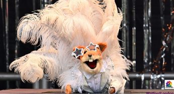 Basil Brush tributes Elton John at Outdoor Stage event in Watford