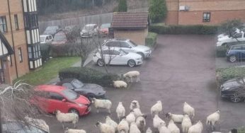 Watford shoppers asked to ‘play their part’ as face coverings made mandatory from today