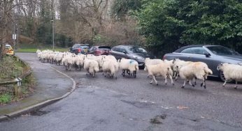 Escaped Sheep run the streets of Garston by M1