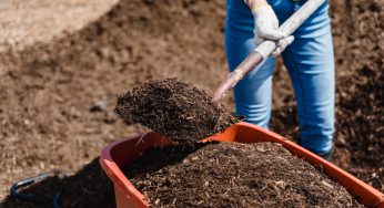 Free compost for residents made from Watford’s recycled garden waste