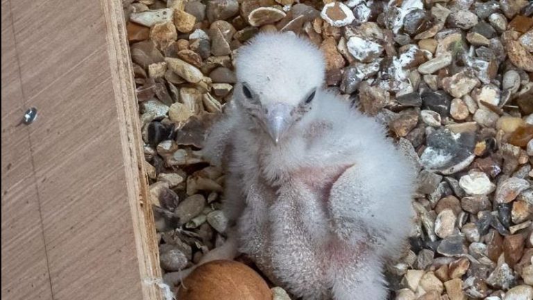 Peregrine Falcons breed chicks nesting at St Albans Cathedral