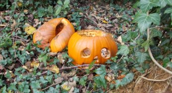 Pumpkin dumping myth is a threat to wildlife this Halloween, warns Woodland Trust