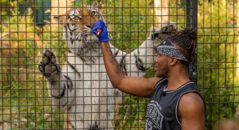 Watford KSI and Sidemen Hand-Feed Tigers at Paradise Wildlife Park