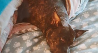 Dog stolen from back garden in Stevenage