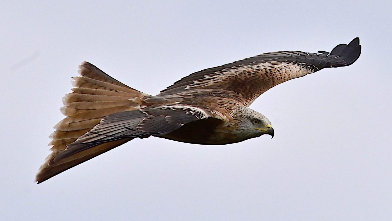 Birds Of Prey Hertfordshire Birds Of Prey