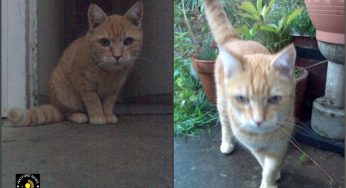 Cat Killer caught by plain clothed night cops