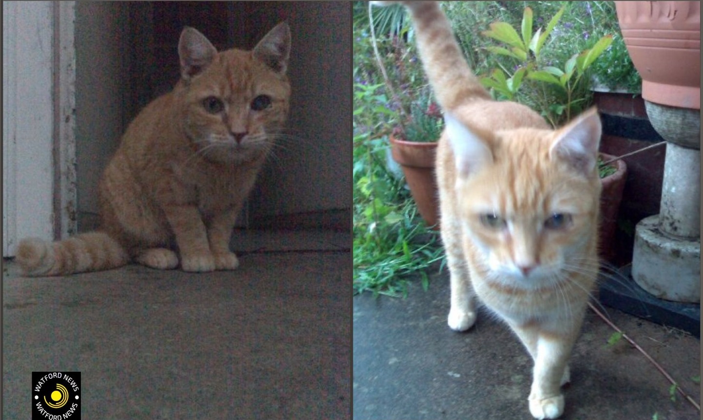 Cat Killer caught by plain clothed night cops cat killer