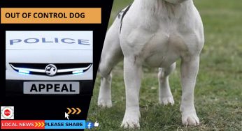 Dangerously Out of control dog bites man’s leg