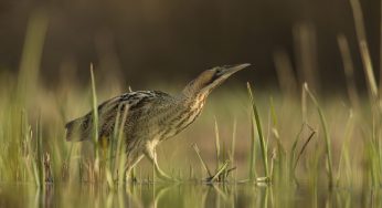 Bittern Booms at Hertfordshire Nature Reserve Hailed as Conservation Success