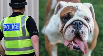 Hemel Hempstead Dog Attack Punctured woman’s stomach left her shaken