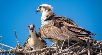 Hertfordshire Lake Becomes Home to Osprey Breeding Nest