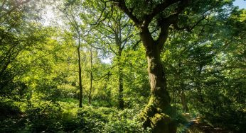 A whopping 40% of major new roads across England impact irreplaceable ancient woods and veteran trees