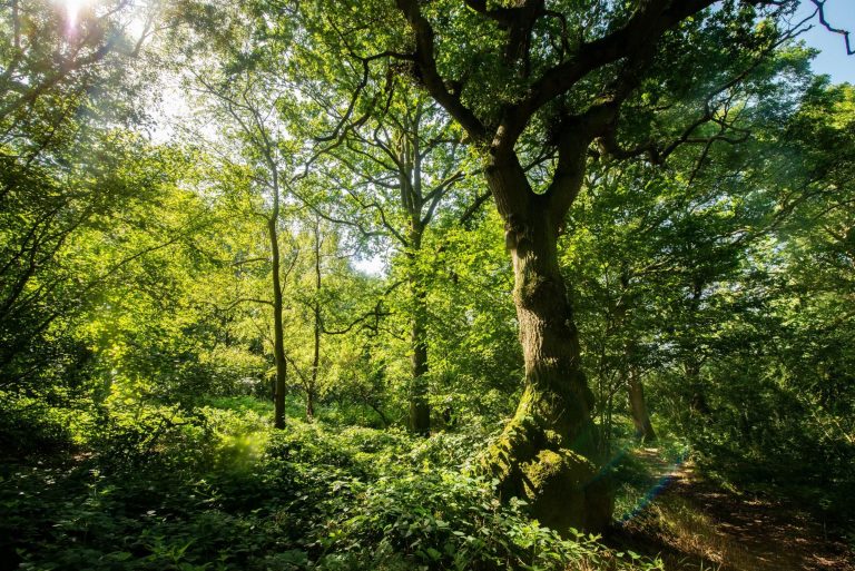 A whopping 40% of major new roads across England impact irreplaceable ancient woods and veteran trees