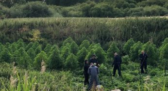 Outdoor Cannabis farm discovered in Tring after police receive tip-off