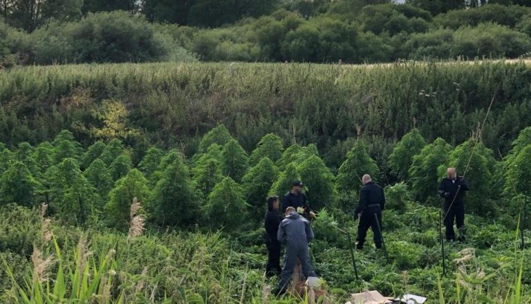 Outdoor Cannabis farm discovered in Tring after police receive tip-off
