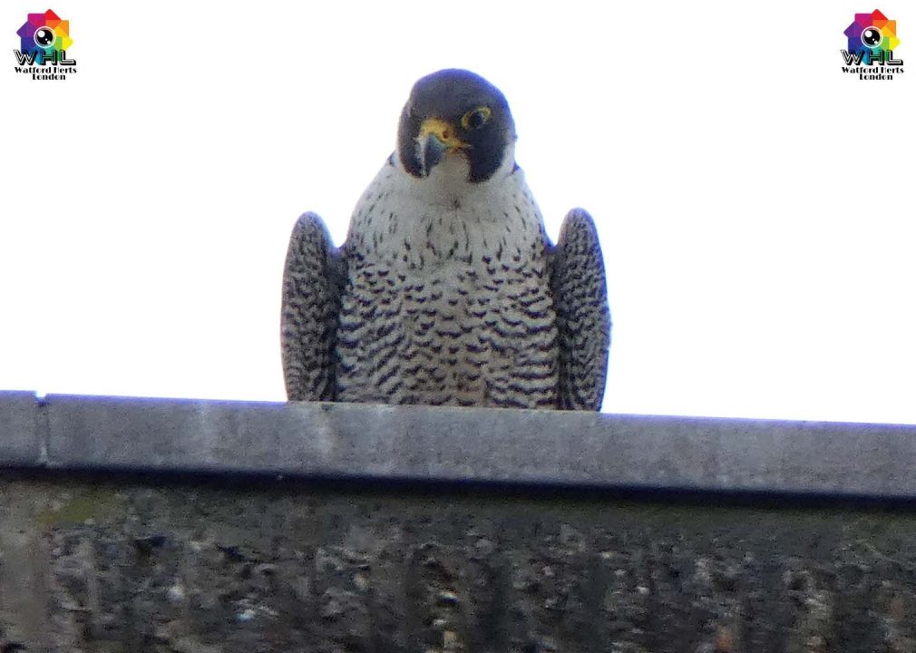A Peregrine Falcon has taken up residence at the YMCA in Watford