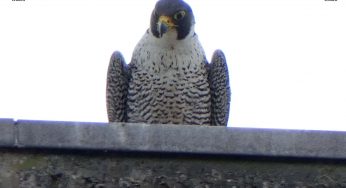 London Peregrine falcons eating parakeets instead of pigeons during lockdown