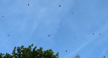 Record Number of Red kites spotted in Kings Langley