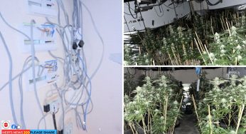 Police Cannabis Crackdown Seize Thousands of Plants and Arrest Dozens in Watford, Hemel Hempstead, Abbots Langley and Rickmansworth Hertfordshire