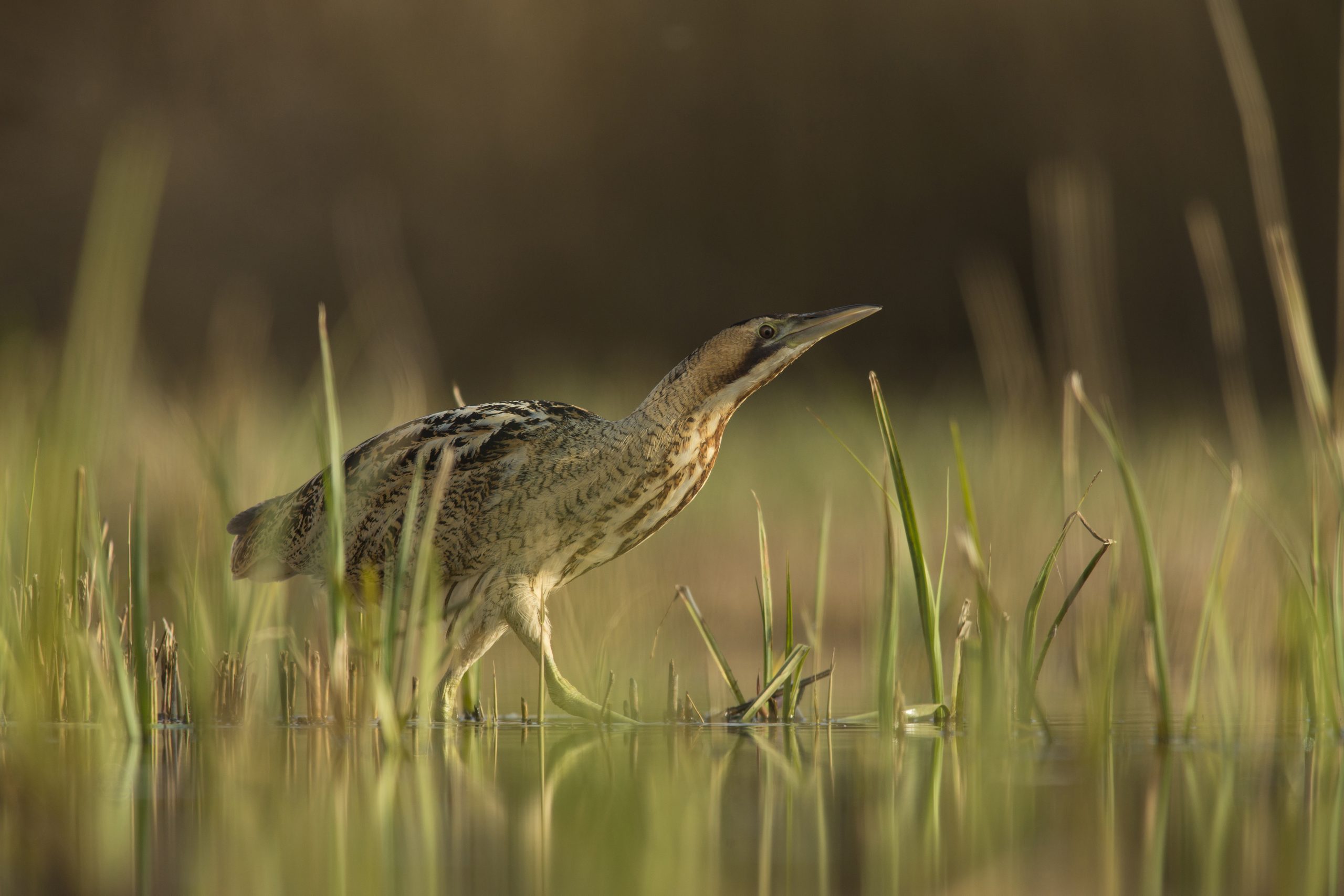 Bittern Booms at Hertfordshire Nature Reserve Hailed as Conservation Success