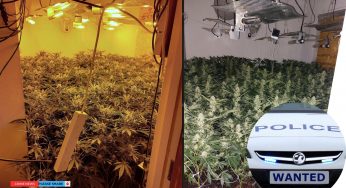 Cannabis Cultivation House Shut Down in Hatfield