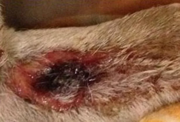 Flesh eating dog virus Alabama Rot kills Rugby pet as animal lovers warned