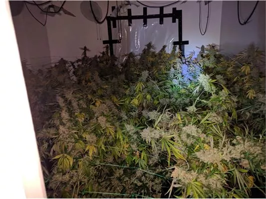 Largest cannabis factory ever found in Hertfordshire
