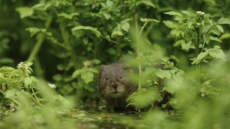 Water voles thriving along Hertfordshire River Ver after being reintroduced