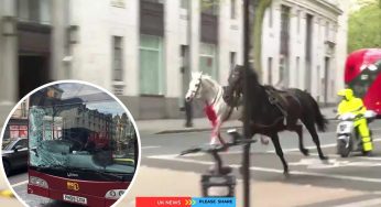 Video of Blood-covered Runaway Horses Cause Central London Chaos Hit Bus