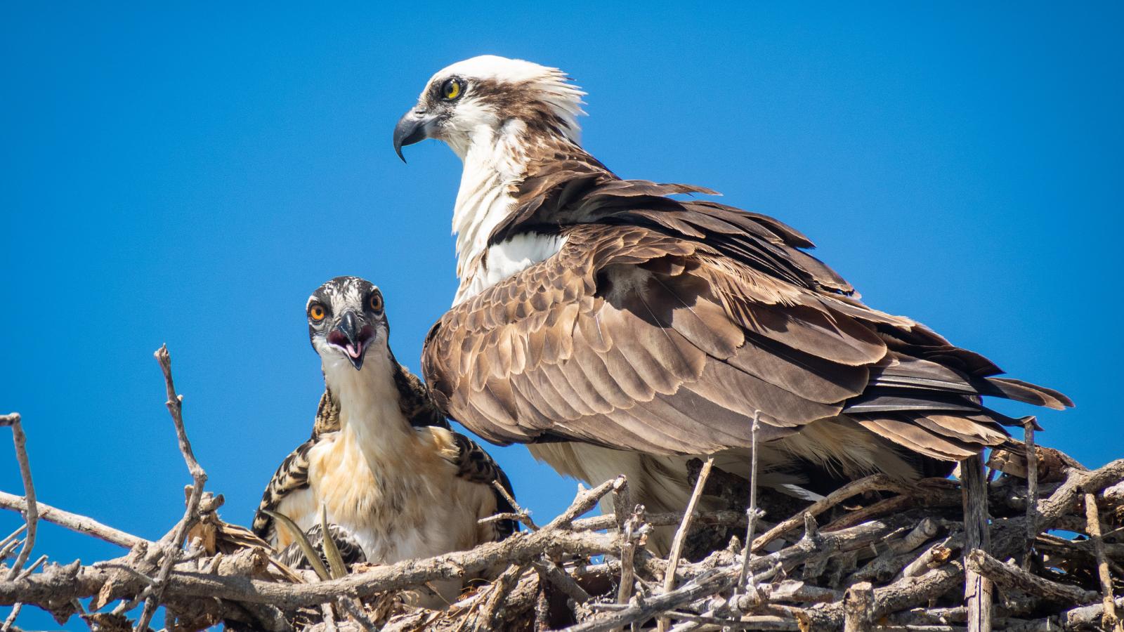 Rickmansworth Lake has built nest to attract breeding Ospreys