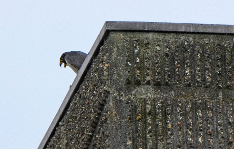 Peregrine Falcon takes up residence at the YMCA