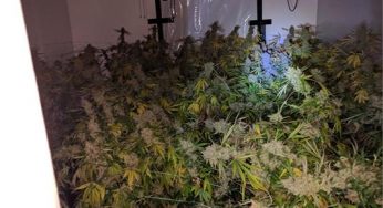 Largest cannabis factory ever found in Hertfordshire
