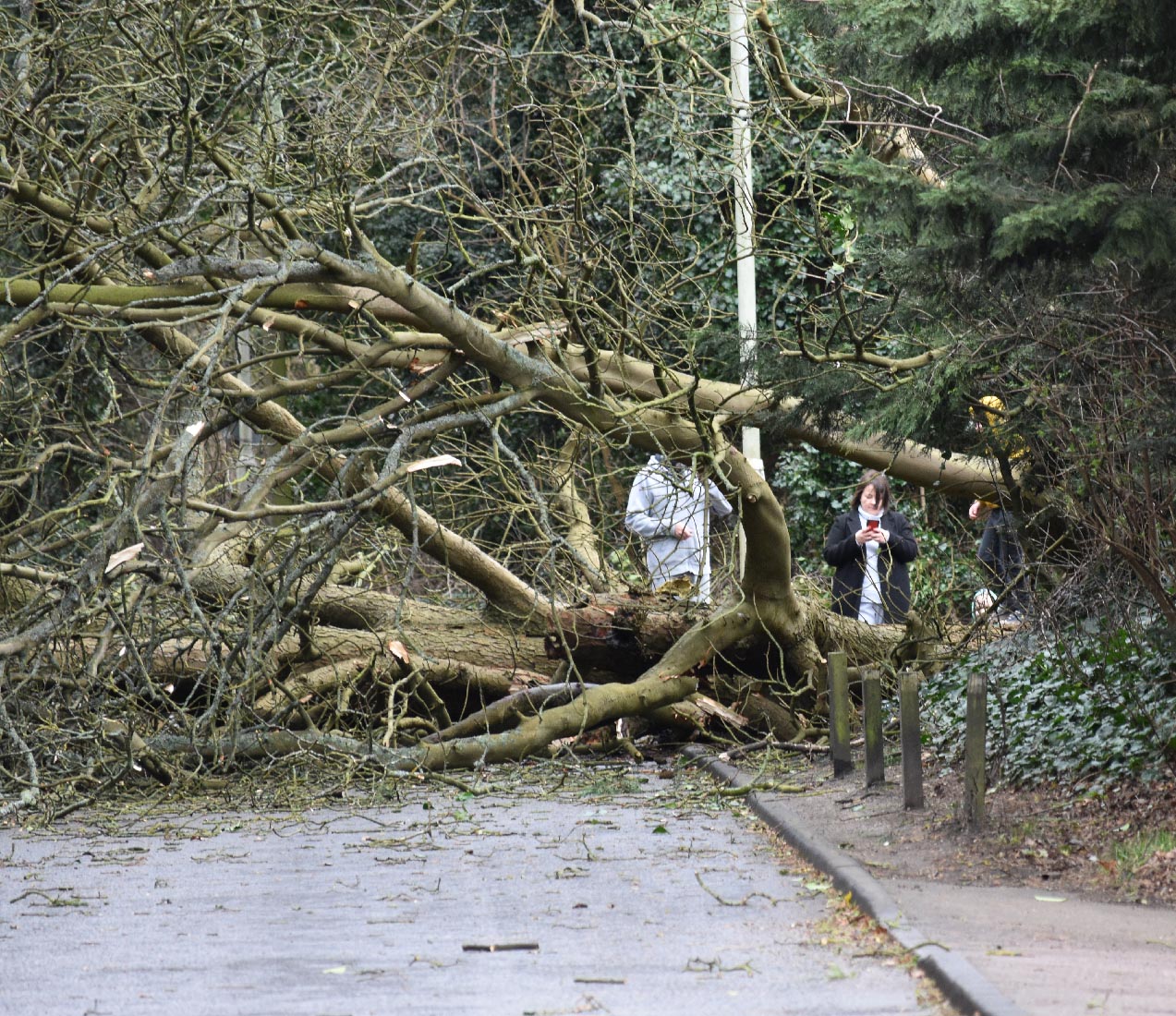 Storm Ciara brings down trees and closes roads in Hertfordshire