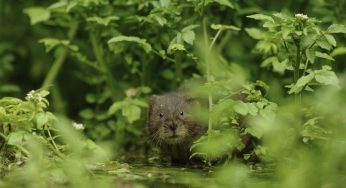 Water voles thriving along Hertfordshire River Ver after being reintroduced